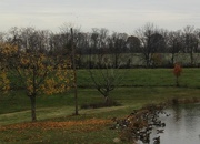 13th Nov 2014 - Geese On A Pond