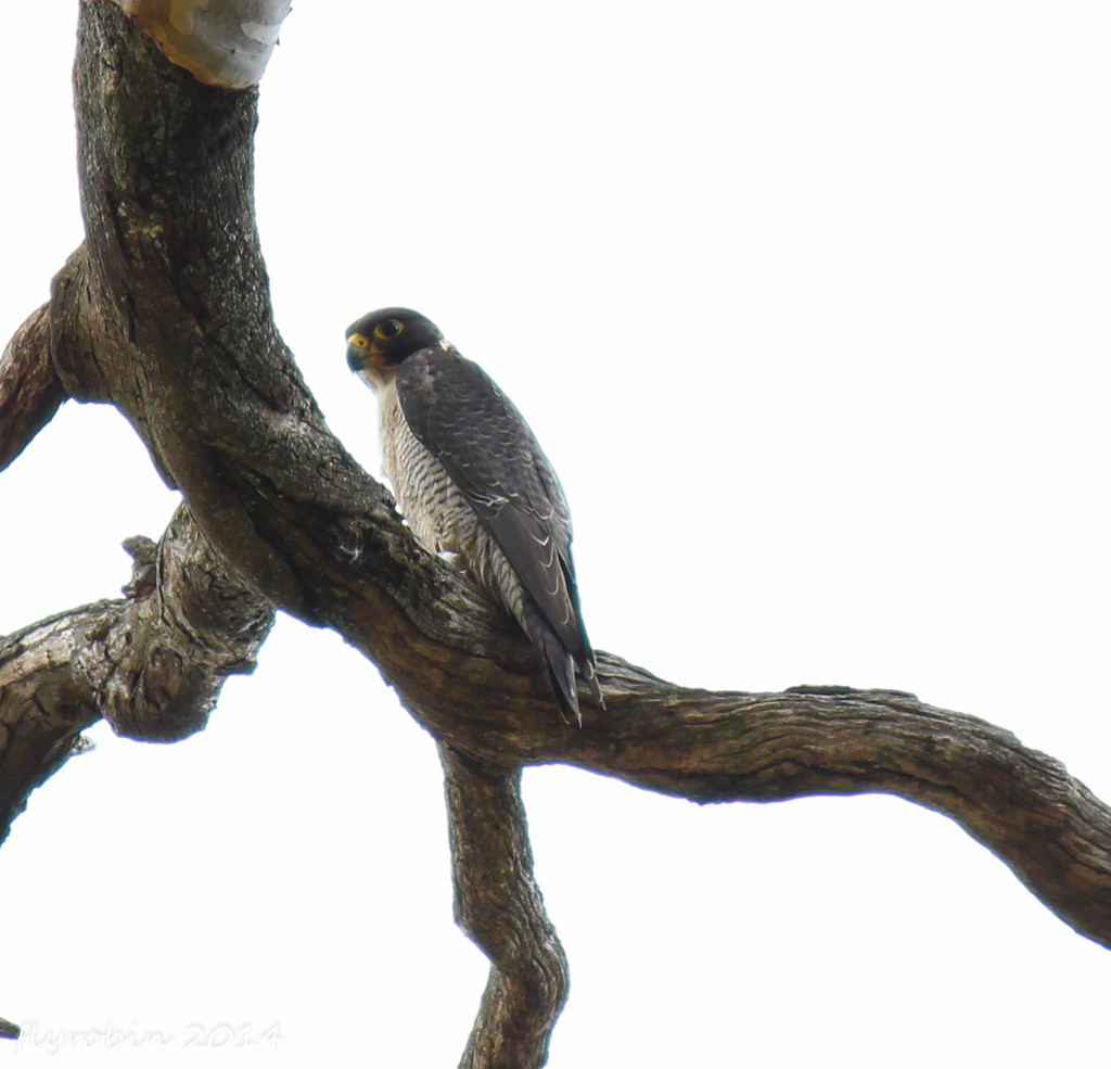 Peregrine Falcon by flyrobin
