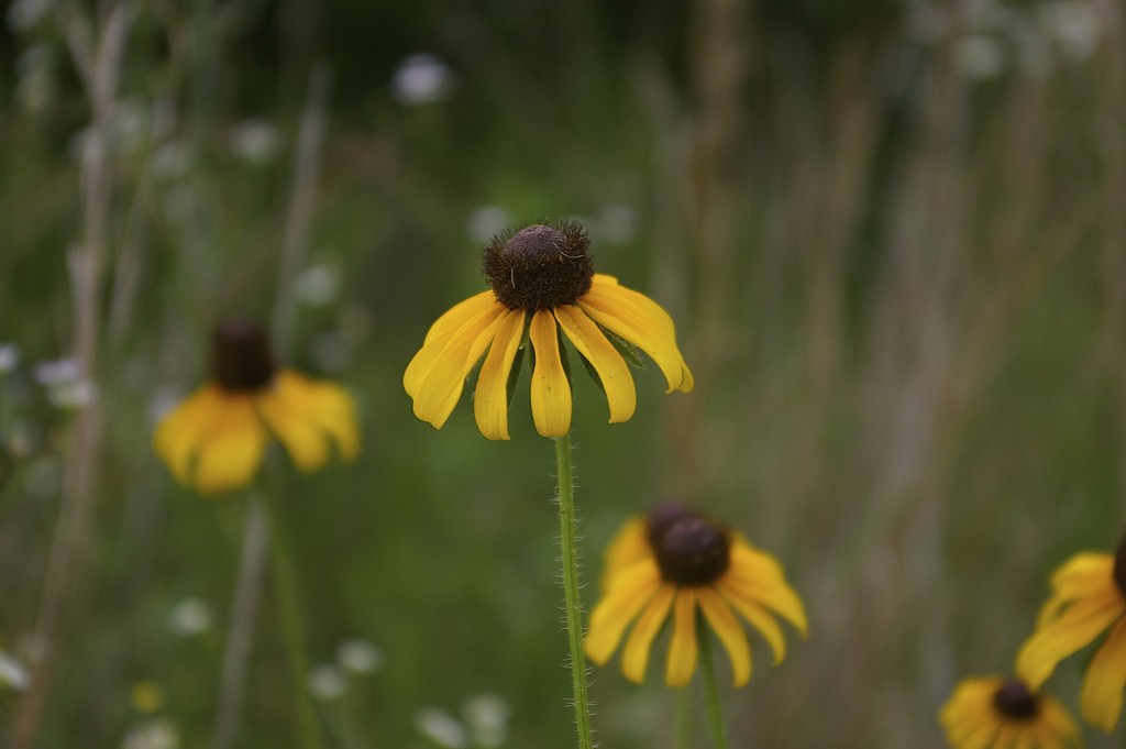 Black Eyed Susan by thewatersphotos