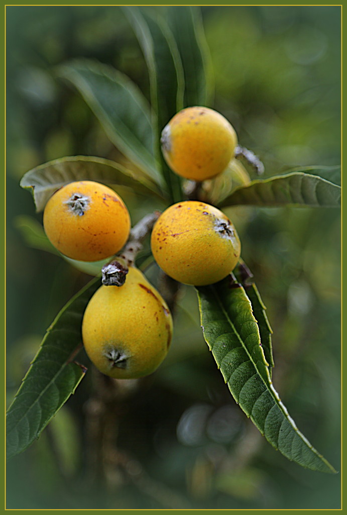 Loquats by dide