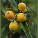 Loquats by dide