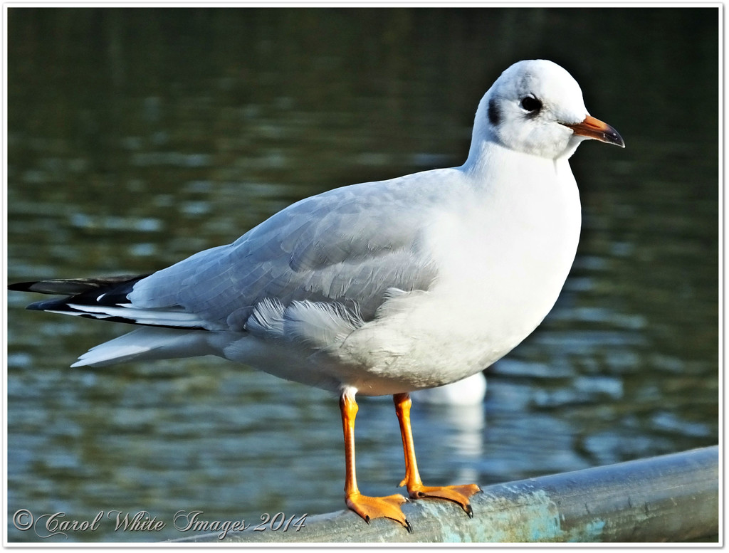 Seagull by carolmw