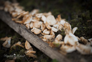 16th Nov 2014 - Mushrooms