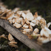 Mushrooms by ragnhildmorland