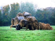 16th Nov 2014 - Make hay while the sun shines....