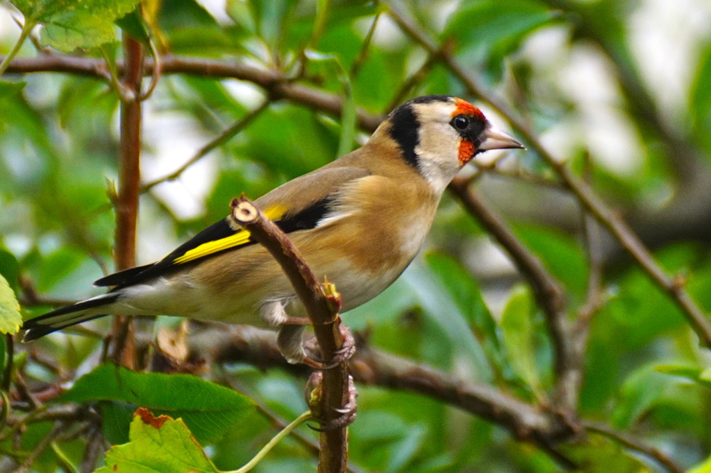 CHARMING GOLDFINCH by markp