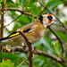 CHARMING GOLDFINCH by markp