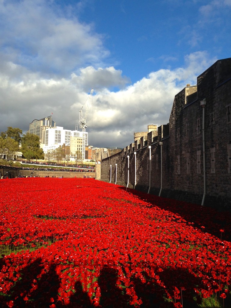 Poppies at the Tower by helenmoss