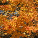 The Beauty of Fall by awalker