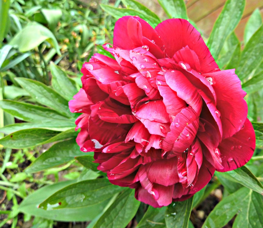 Peony  by wendyfrost