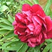 Peony  by wendyfrost