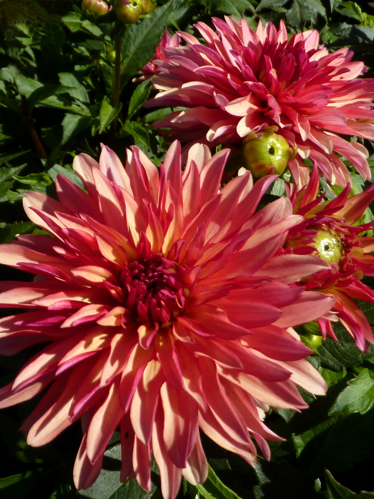 Dueling Dahlias by denisedaly