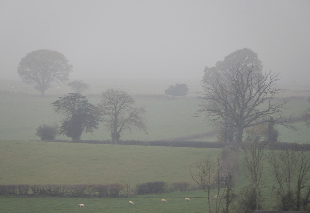 A misty morning. by snowy