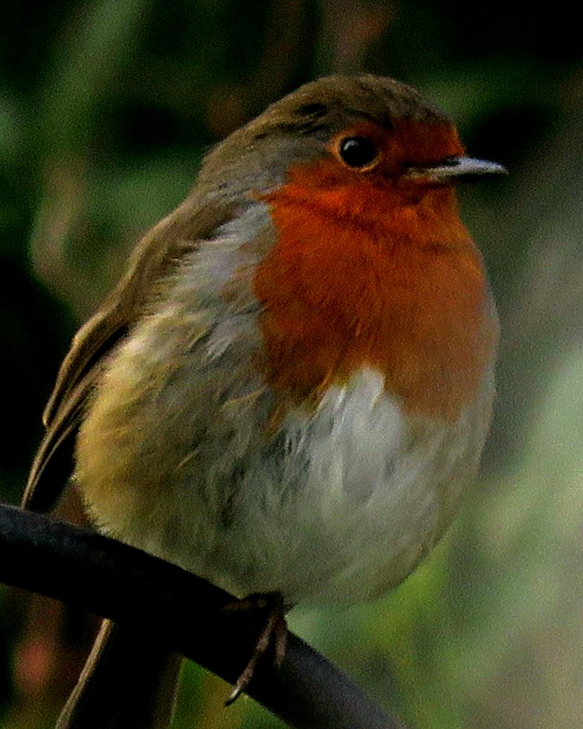 Little Red Robin came bob, bob bobbing by .... by countrylassie