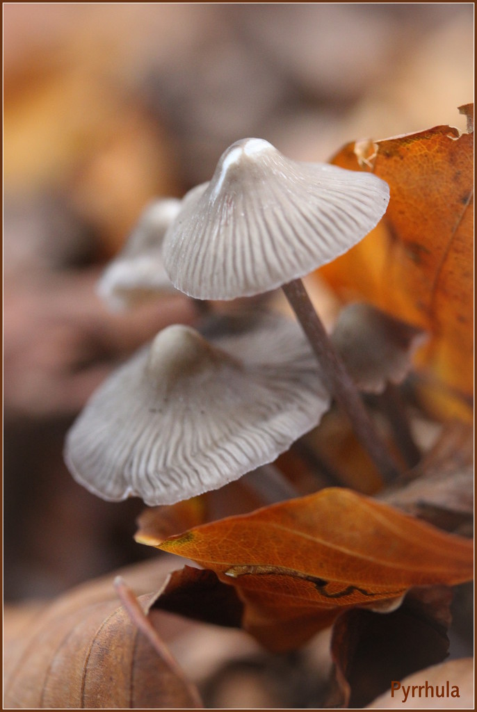 3 Fungus  by pyrrhula