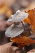 18th Nov 2014 - 3 Fungus 