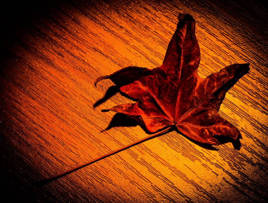 (Day 275) - Burnt Leaf by cjphoto