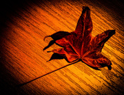 15th Nov 2014 - (Day 275) - Burnt Leaf
