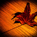 (Day 275) - Burnt Leaf by cjphoto