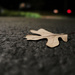 A Leaf in the Driveway at Night by april16