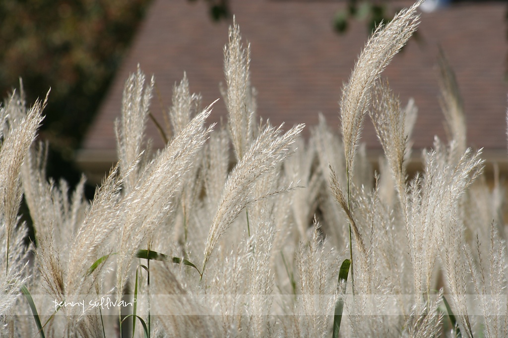294_71 Pampas grass in the neighbors yard by pennyrae