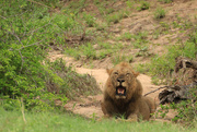 14th Nov 2014 - Lion at Kruger