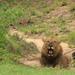 Lion at Kruger by leonbuys83