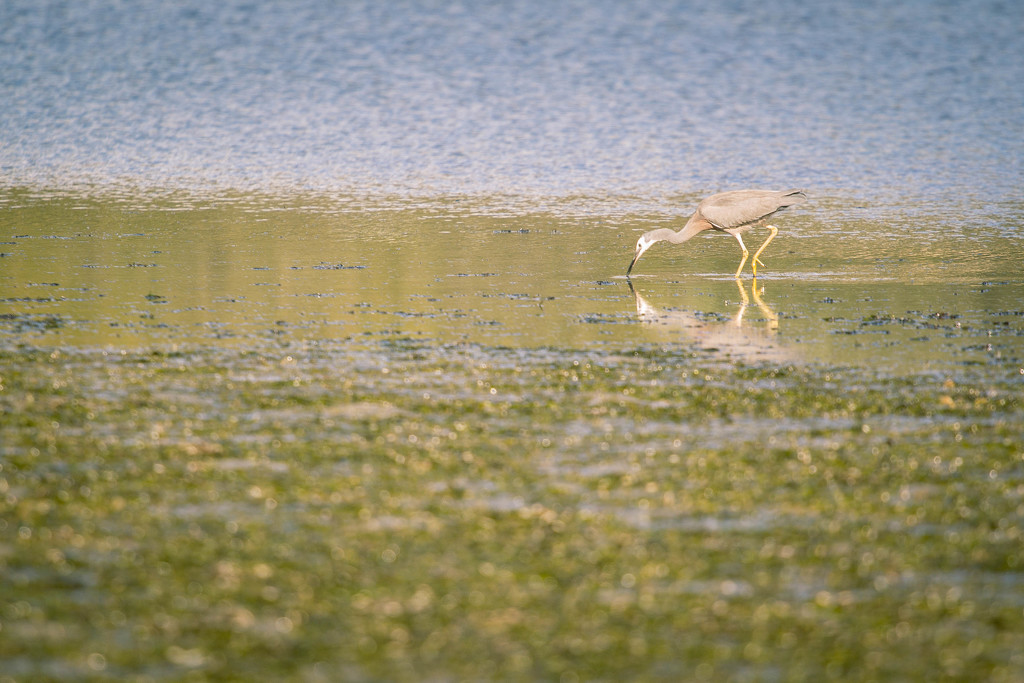 white-faced heron #200 by ricaa