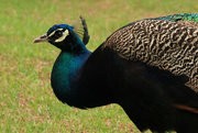 15th Nov 2014 - Swaziland Peacock