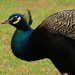 Swaziland Peacock by leonbuys83