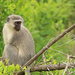 Vervet Monkey at Hluhluwe-Imfolozi by leonbuys83
