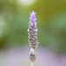 Smelly lavender! by gigiflower