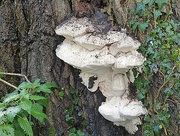17th Nov 2014 - fungus on a tree