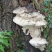 fungus on a tree by quietpurplehaze