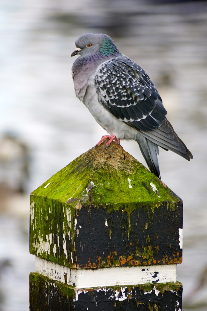 PIGEON POST by markp
