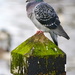 PIGEON POST by markp