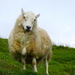 HOY SHEEP by markp