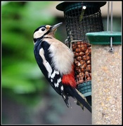 17th Nov 2014 - I was pleased to see Mrs Woodpecker 