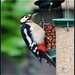I was pleased to see Mrs Woodpecker  by rosiekind
