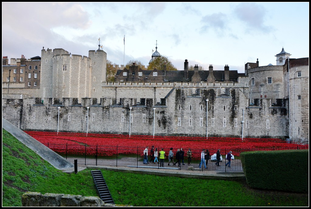 Poppies at the Tower by rosiekind