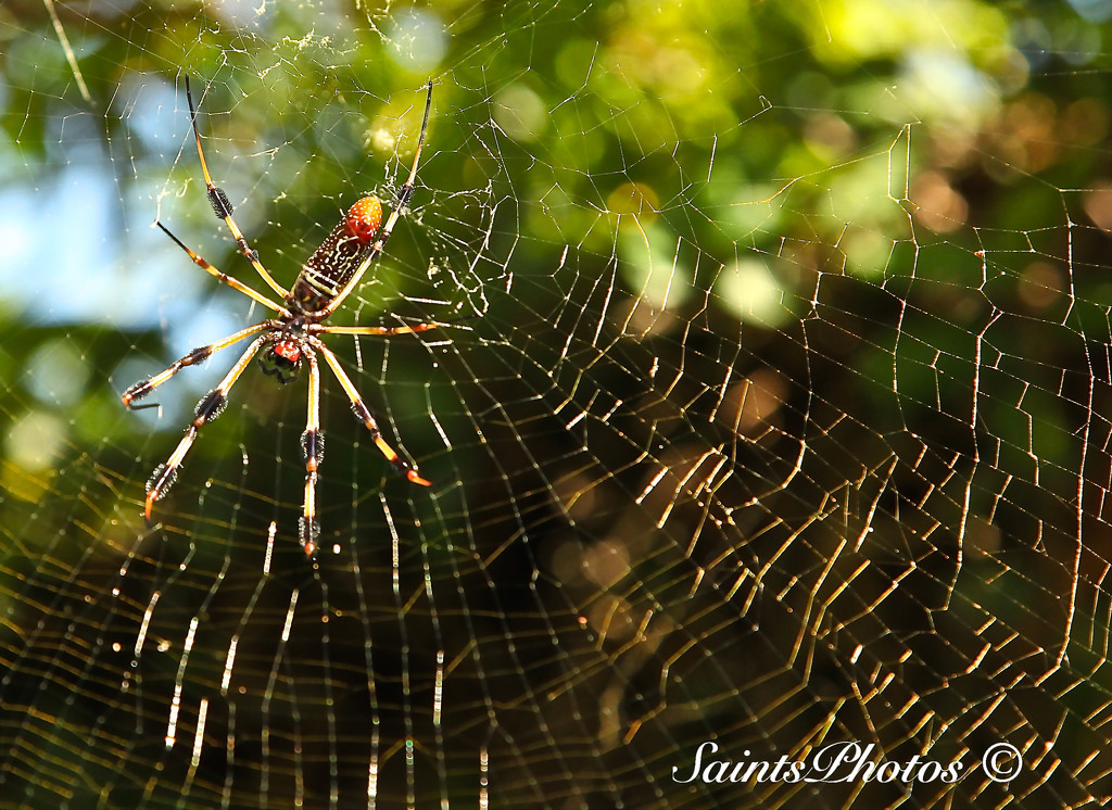 Argiope Spider by stcyr1up