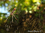 17th Nov 2014 - Argiope Spider