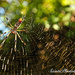 Argiope Spider by stcyr1up