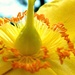 Last one flowering by countrylassie
