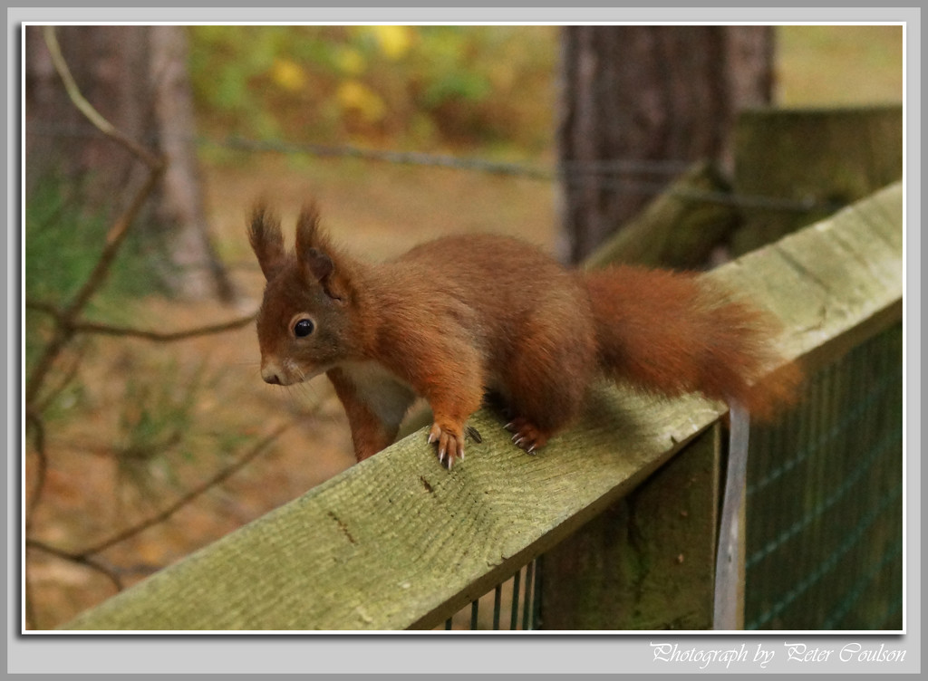 Red Squirrel by pcoulson