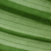 Leaf ‘venation’ detail by rhoing