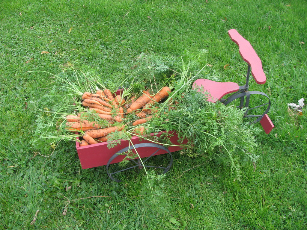 Wagon full of carrots by rrt