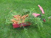 15th Nov 2014 - Wagon full of carrots