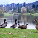 Ducks with a view - 16-11 by barrowlane