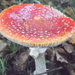 Toadstool by dragey74